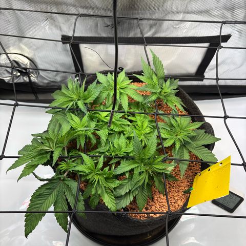 Tropicana Cherry growlog timeline photo