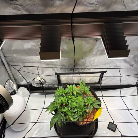 Tropicana Cherry growlog timeline photo