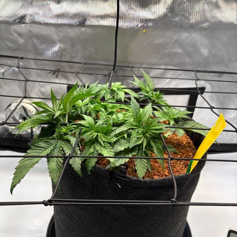 Tropicana Cherry growlog timeline photo