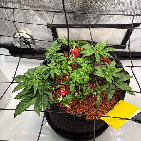 Tropicana Cherry growlog timeline photo