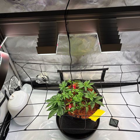 Tropicana Cherry growlog timeline photo