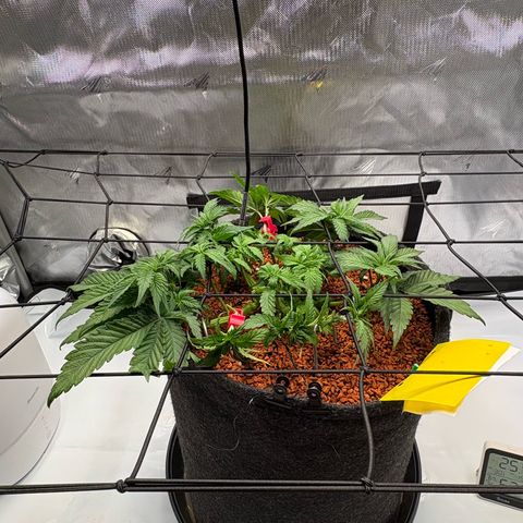 Tropicana Cherry growlog timeline photo