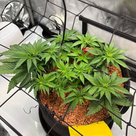 Tropicana Cherry growlog timeline photo