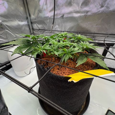 Tropicana Cherry growlog timeline photo