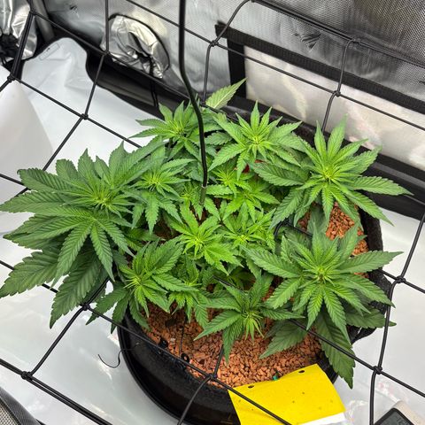 Tropicana Cherry growlog timeline photo
