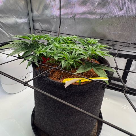 Tropicana Cherry growlog timeline photo