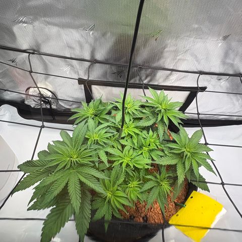 Tropicana Cherry growlog timeline photo