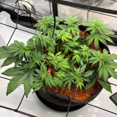 Tropicana Cherry growlog timeline photo