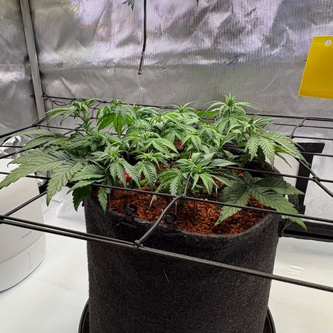 Tropicana Cherry growlog timeline photo