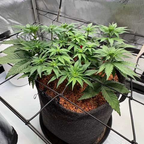 Tropicana Cherry growlog timeline photo