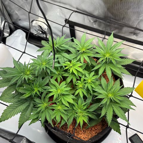 Tropicana Cherry growlog timeline photo