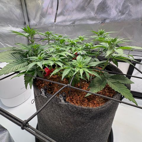 Tropicana Cherry growlog timeline photo