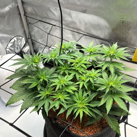 Tropicana Cherry growlog timeline photo