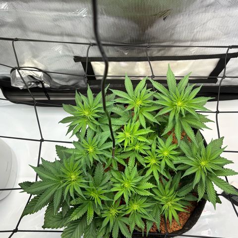 Tropicana Cherry growlog timeline photo