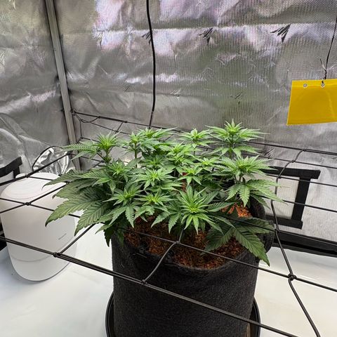 Tropicana Cherry growlog timeline photo