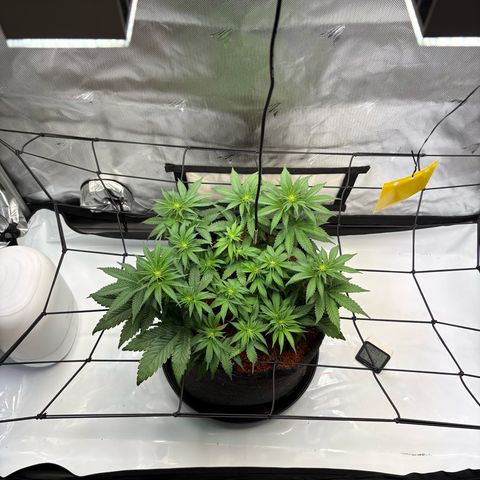 Tropicana Cherry growlog timeline photo