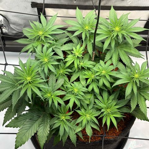 Tropicana Cherry growlog timeline photo