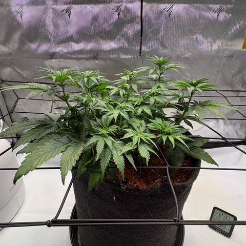 Tropicana Cherry growlog timeline photo
