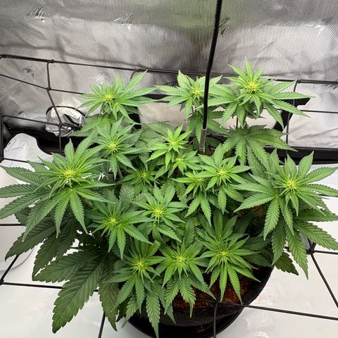 Tropicana Cherry growlog timeline photo