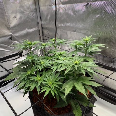 Tropicana Cherry growlog timeline photo