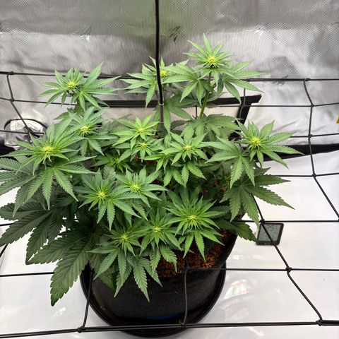 Tropicana Cherry growlog timeline photo