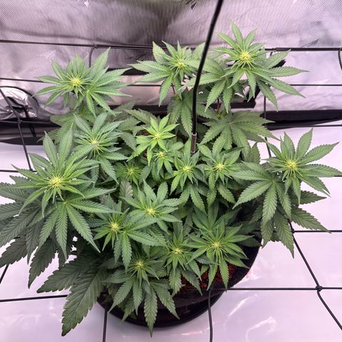 Tropicana Cherry growlog timeline photo