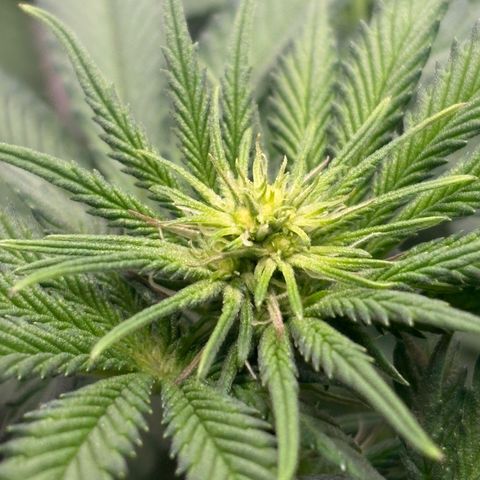Tropicana Cherry growlog timeline photo