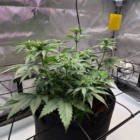 Tropicana Cherry growlog timeline photo