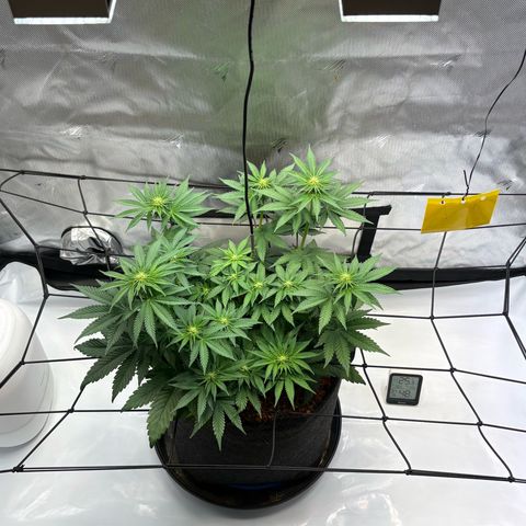 Tropicana Cherry growlog timeline photo