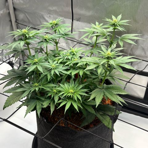 Tropicana Cherry growlog timeline photo