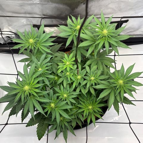 Tropicana Cherry growlog timeline photo