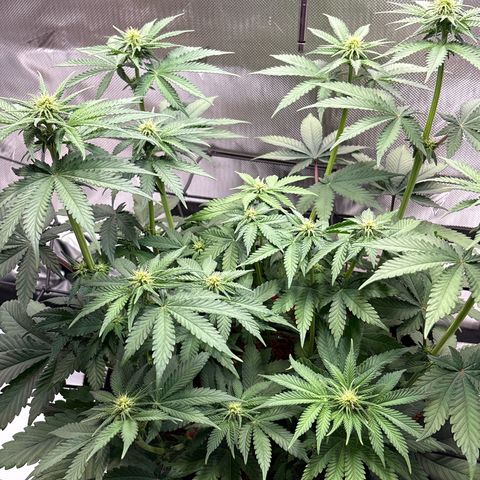 Tropicana Cherry growlog timeline photo
