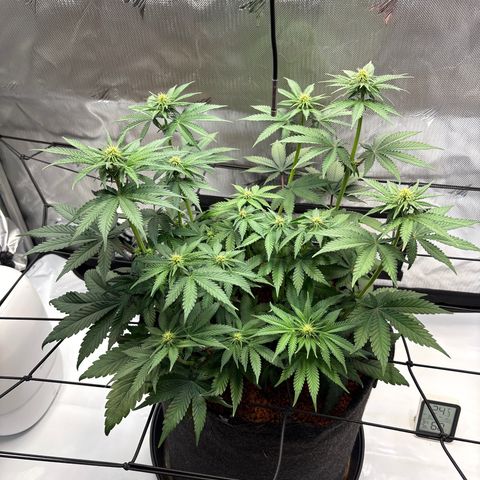 Tropicana Cherry growlog timeline photo