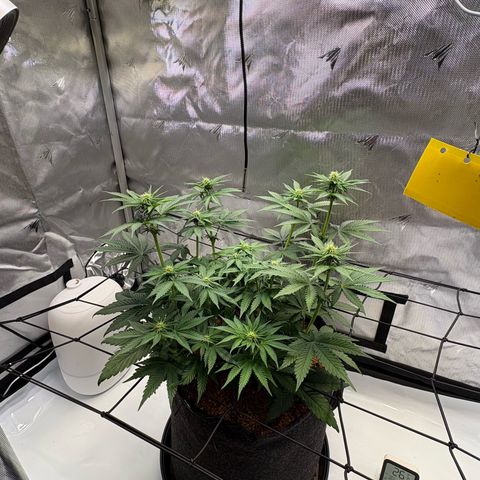 Tropicana Cherry growlog timeline photo