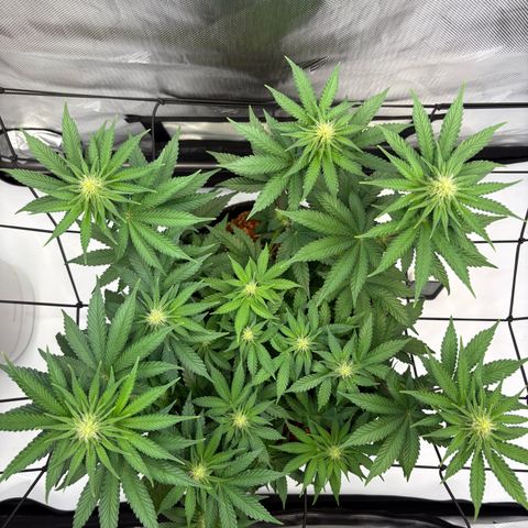 Tropicana Cherry growlog timeline photo