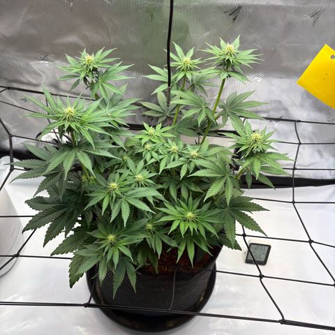 Tropicana Cherry growlog timeline photo