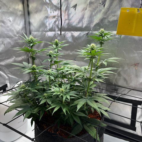 Tropicana Cherry growlog timeline photo