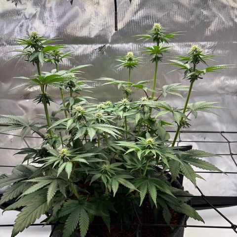 Tropicana Cherry growlog timeline photo