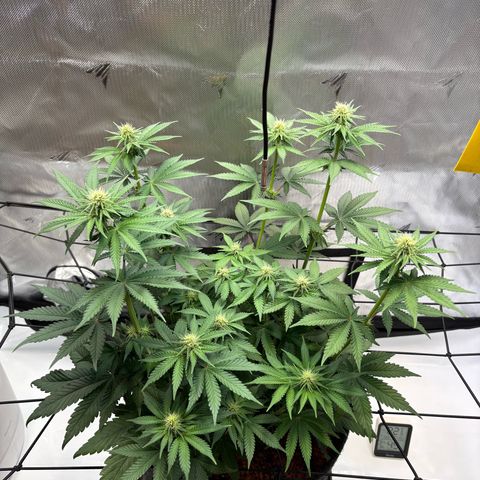 Tropicana Cherry growlog timeline photo