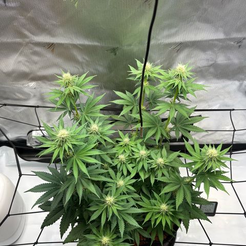 Tropicana Cherry growlog timeline photo