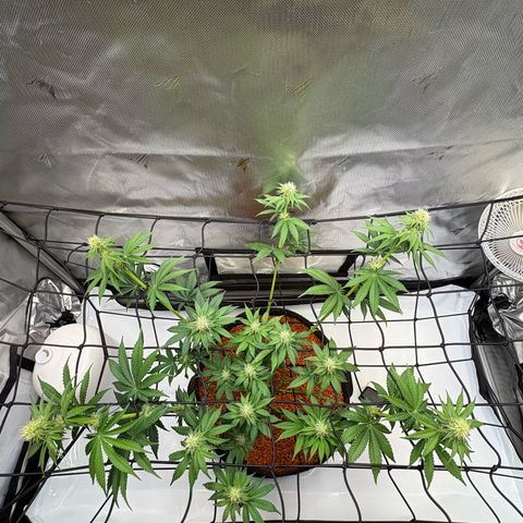 Tropicana Cherry growlog timeline photo