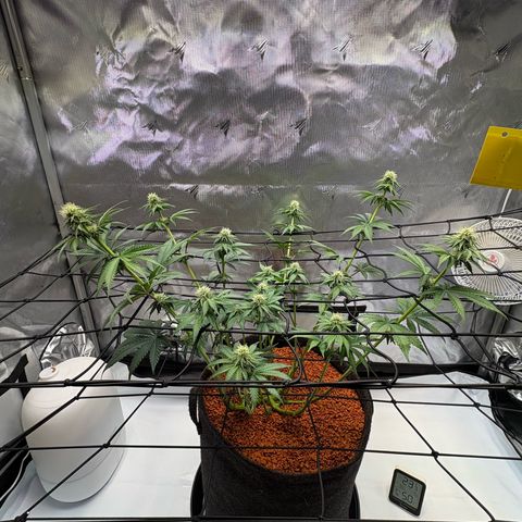 Tropicana Cherry growlog timeline photo