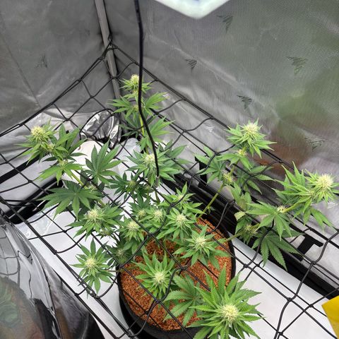 Tropicana Cherry growlog timeline photo