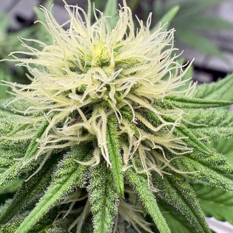 Tropicana Cherry growlog timeline photo