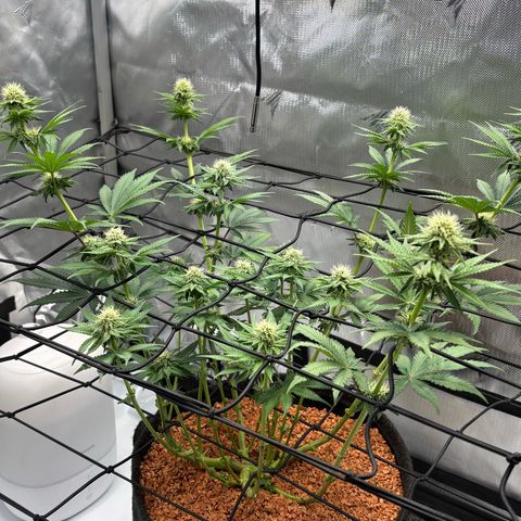 Tropicana Cherry growlog timeline photo