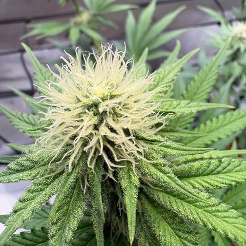 Tropicana Cherry growlog timeline photo