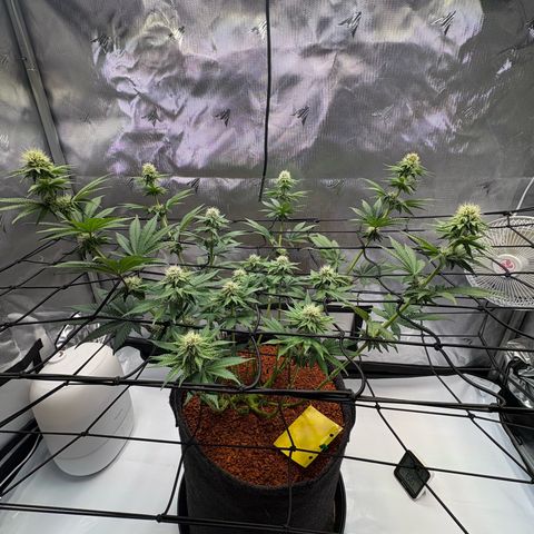 Tropicana Cherry growlog timeline photo