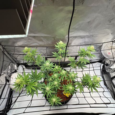 Tropicana Cherry growlog timeline photo