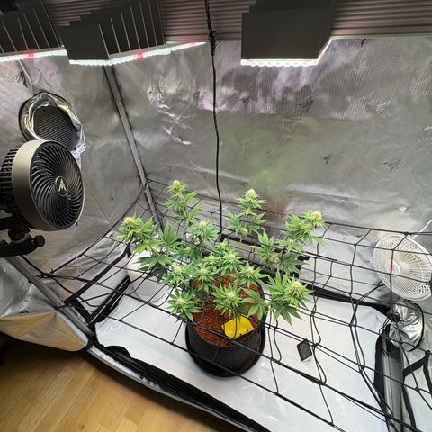 Tropicana Cherry growlog timeline photo