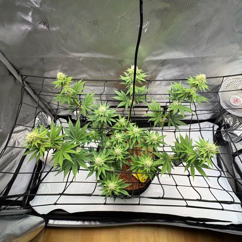 Tropicana Cherry growlog timeline photo
